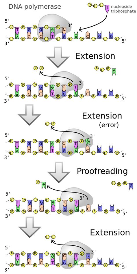 TJ. DNA polymerases are a family of enzymes that carry out all forms of DNA replication.[6] DNA polymerases in general cannot initiate synthesis of new strands, but can only extend an existing DNA or RNA strand paired with a template strand. To begin synthesis, a short fragment of RNA, called a primer, must be created and paired with the template DNA strand. DNA polymerase adds a new strand of DNA by extending the 3' end of an existing nucleotide chain, adding new nucleotides matched to the temp Dna Facts, Dna Polymerase, Transcription And Translation, Biology Resources, Dna Replication, Dna Molecule, Secondary Science, Medical Laboratory Science, Ap Biology