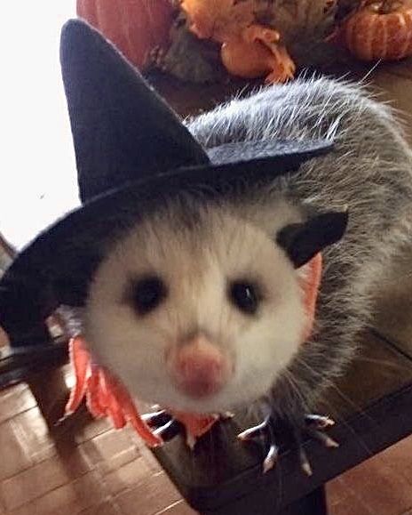 Witch Possum A Ferret, Ferret