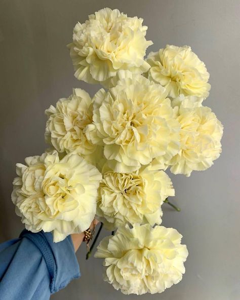 #FlorequisaFlowers #carnation #claveles #clavelesminami #carnations #carnationsflowers #flowergrower #ecuadorianflowers #freshcutflowers #cutflowers Pale Yellow Flowers Aesthetic, Soft Yellow Outfit, Light Yellow Weddings, Pale Yellow Weddings, Yellow Flower Arrangements, Cream Tattoo, Yellow Wedding Bouquet, Yellow Carnations, Yellow Wedding Theme