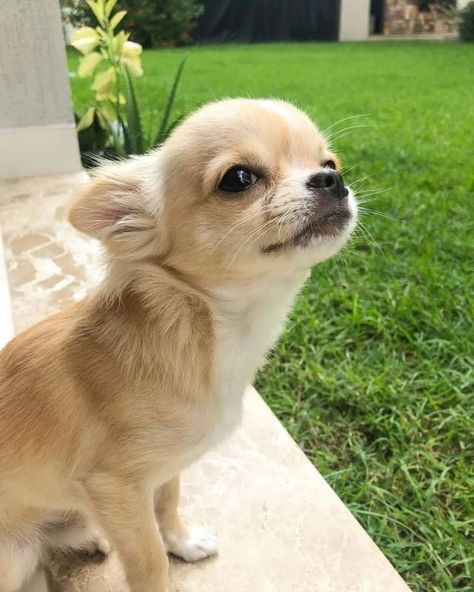 Chihuahua Puppies Aesthetic, Chiwawa Aesthetic, Blonde Chihuahua, Cream Chihuahua, Fluffy Chihuahua, Chiwawa Puppies, Puppies Chihuahuas, Puppy Chihuahua, Dogs Chihuahua