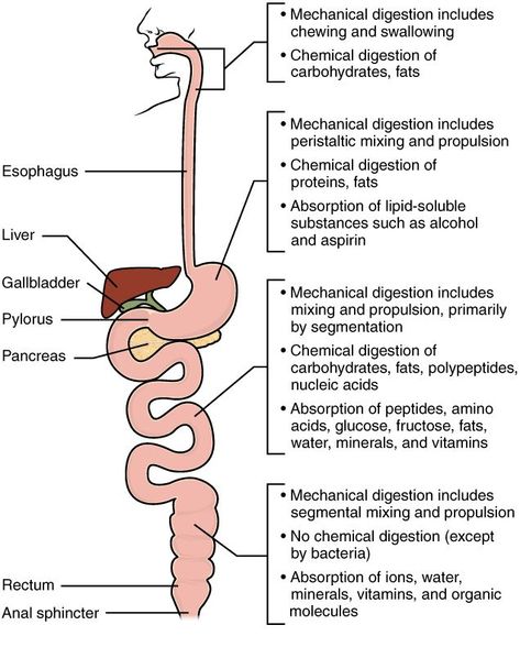 Digestive System Project, Digestive System Anatomy, Digestion And Absorption, Biology Textbook, Human Digestive System, Plasma Membrane, Nutrition Classes, Sistem Pencernaan, Nucleic Acid