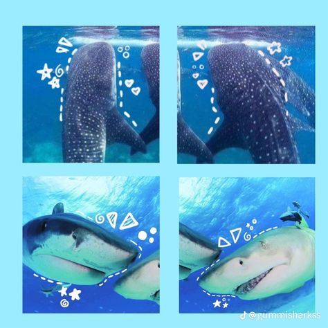 Matching Shark Pfps, Shark Pfps, Pfps Cute, Sharks Swimming, Ocean Monsters, Shark Pictures, Whale Sharks, Shark Swimming, Cute Whales