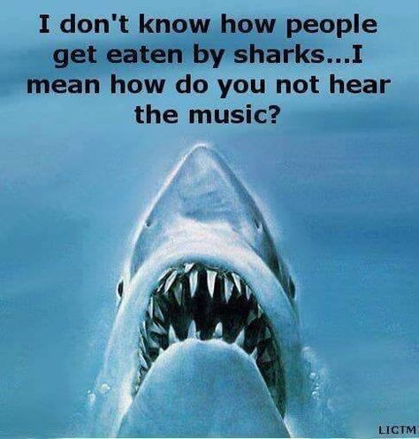 Scary music stops Shark Meme, Scary Music, The Meta Picture, Shark Pictures, Sharks Funny, Shark Week, Great White, Twisted Humor, Dad Jokes