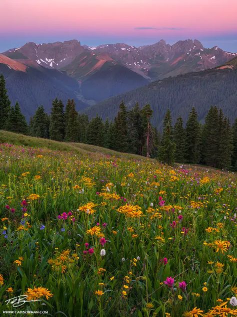 San Juan Wildflowers | San Juan Wilderness, Colorado | Colorado Mountain Photos by Tad Bowman San Juan Mountains Colorado, Mountains Colorado, Waterfall Pictures, San Juan Mountains, Mountain Photos, Colorado Mountain, Mountain Photography, Colorado Mountains, Beautiful Landscapes