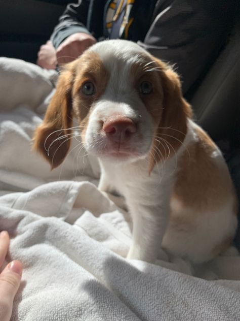 brittany spaniel puppy dog cute Brittany Spaniel Puppy, French Brittany Spaniel, Brittany Spaniel Puppies, Brittany Puppies, Brittany Spaniel Dogs, Girl Goals, Spaniel Breeds, Beer Float, Pet Guinea Pigs