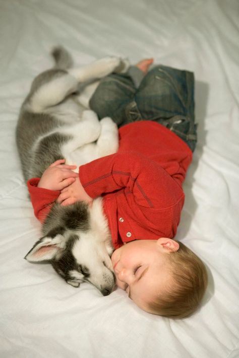 These Baby Pics Confirm Animals Are The Absolute Cutest Nap Buddies | HuffPost Life 골든 리트리버, Love My Dog, A Husky, Haiwan Peliharaan, Husky Puppy, Backstreet Boys, Baby Dogs, 귀여운 동물, Cuteness Overload