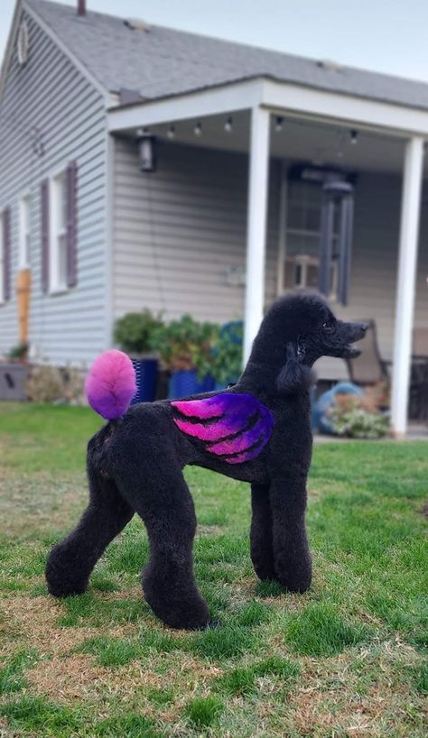 Creative Dog Grooming Dyes, Poodle Creative Grooming, Poodle Hair Dye, Creative Poodle Grooming, Creative Grooming Poodle, Atlas Core, Dog Hairstyles, Standard Poodle Haircuts, Grooming Room