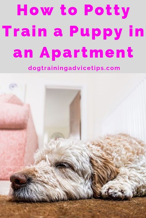 Dog Apartment Living, Apartment Dog, Train A Puppy, Puppy Ideas, Apartment Dogs, Puppy Obedience Training, Puppy Time, Positive Dog Training, Easiest Dogs To Train