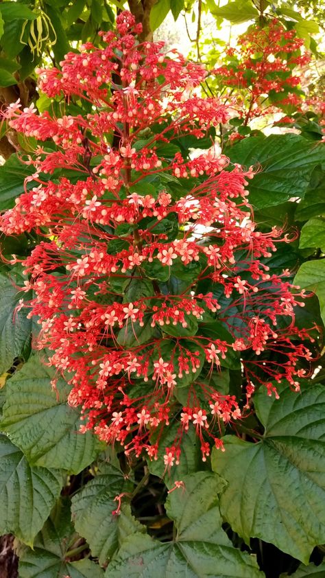 Pagoda Flower, Richard Lyons, Florida Garden, Japanese Pagoda, Plants For Sale, Plant Sale, The Father, Winter Time, Spreads