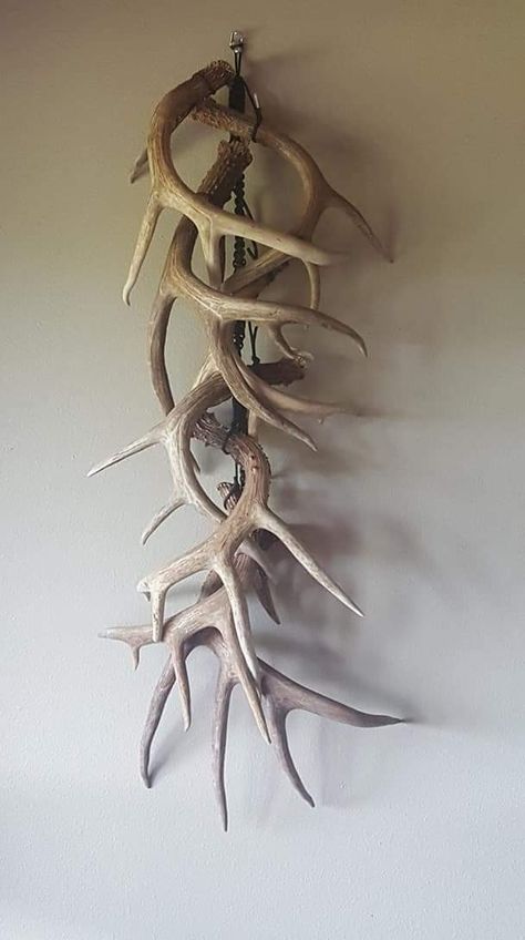 Deer Shedding Antlers, Shed Antler Display Ideas Deer, Deer Shed Display, Shed Antler Display Ideas, Antler Shed Ideas, Deer Antler Decor Ideas, Antler Display Ideas, Hunting Decorations, Turkey Hunting Decor