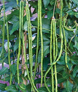 How to Plant Asparagus Beans: From Seed to Harvest How To Plant Asparagus, Plant Asparagus, Green Bean Seeds, Beans Seeds, Sunny Funny, Growing Green Beans, Growing Beans, Asparagus Plant, Growing Asparagus