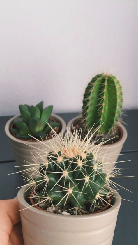 Small Cactus Plants, Kinds Of Cactus, Potted Plants Outdoor, Small Cactus, Iphone Wallpaper Fall, Succulent Gardening, Cactus Decor, Plant Decor Indoor, Plant Aesthetic