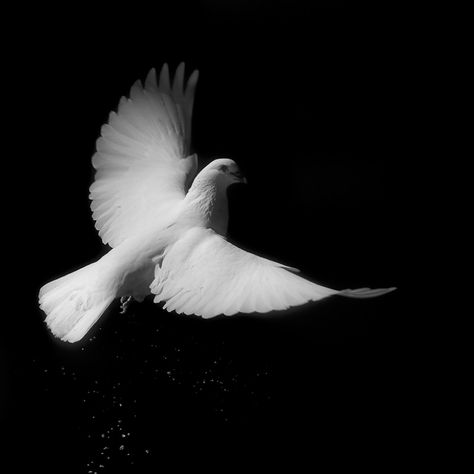 Explore jesusgag's photos on Flickr. jesusgag has uploaded 1200 photos to Flickr. Elegant Black And White Aesthetic, Aurora Carter, Wings Reference, Bird Aesthetic, Peace Pigeon, Heritage Building, Color Splash Photo, Art Assignments, Black And White Birds