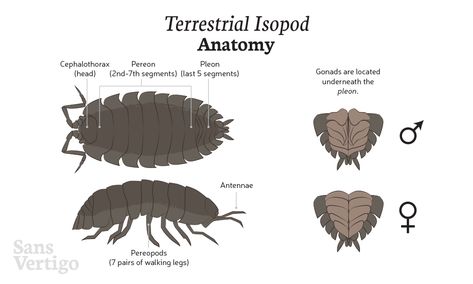 Isopod Anatomy, Isopods Cute, Big Isopod, Isopod Setup, Isopods Terrarium, Isopod Species, Pet Isopods, Isopod Tattoo, Isopod Terrarium