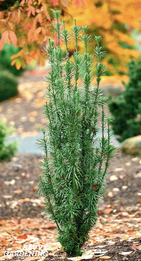 Conifer Container Garden, Narrow Evergreen Shrubs, Conifer Landscaping, Evergreen Container, Evergreens For Shade, Hillside Gardening, Pergola Design Ideas, Small Evergreen Shrubs, Shrubs For Landscaping