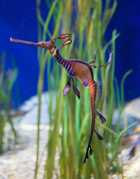 Science Presentaton- Seahorses on emaze Biotic And Abiotic Factors, Biotic And Abiotic, Abiotic Factors, Weedy Sea Dragon, Sea Dragons, Whimsical Creatures, Fauna Marina, Monterey Bay Aquarium, Photography Advice