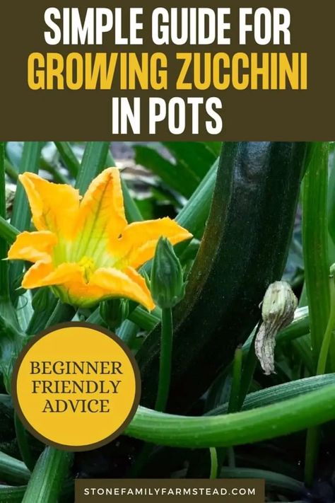 Growing Zucchini In Containers, Planting Zucchini, Growing Squash, Patio Gardening, Growing Zucchini, Apartment Gardening, Growing Vegetables In Pots, Zucchini Plants, Vegetable Garden Tips