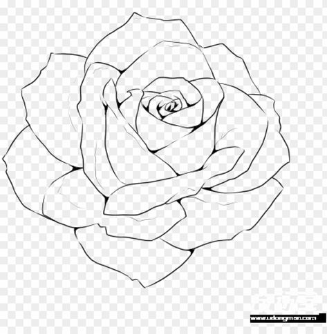 Rose Aesthetic Drawing, Rose Drawing Simple Sketch, Roses Outline, Rose Draw, Rose Outline Drawing, Rose Flower Sketch, Rose Line Drawing, Realistic Rose Drawing, Studio Mural