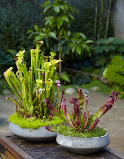 Carnivorous plants-Tall pitcher plants GreenHaven Container Water Gardens, Bog Plants, Plante Carnivore, Bog Garden, Pitcher Plant, Decoration Plante, Unusual Plants, Garden Containers, Carnivorous Plants