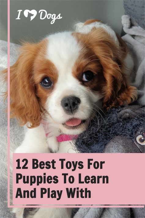 Best Toys For Puppies, Toys For Puppies, Puppy Needs, Puppy Puzzle, Puppy Toys, Cute Corgi Puppy, Learn And Play, Puppy Chewing, Best Toys