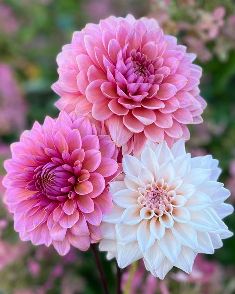 Therese | Nordstrandhagen | Ønsker dere en fin søndagskveld med denne lille, vakre trioen💗 🌸’Sweet Sanne’ og ‘KA’s Mocha Jake’🌸 #dahlia #dahlias #dahlialove… | Instagram Dahlia Flower Aesthetic, Daliah Flower, Dahlias Bouquet, Common Flowers, Fav Flower, Dahlia Bouquet, Dahlias Garden, Dahlia Flowers, Dahlia Flower