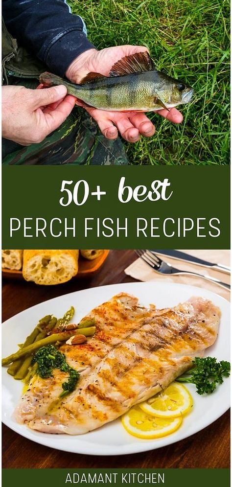 Dive into our collection of 50+ perch fish recipes, a staple in our wild food foraging recipes. Utilize wild-caught perch, a firm and flaky panfish, in a variety of dishes from baked to fried. These recipes showcase the versatility of perch, perfect for pairing with salsas, salads, and more. Explore additional whole food recipes and healthy dinner recipes at adamantkitchen.com Perch Fish Recipes, Perch Recipes, Perch Fish, Food Foraging, Wild Food Foraging, Foraging Recipes, Pesto Pasta Salad, Foraged Food, Healthy Brunch