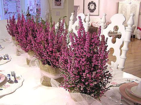 Potted Heather Centerpiece: heather, yes. Pink tulle, no.  Can I get potted heather in January? Valentine Brunch, Cream Cheese Whipped Cream, Baby Broccoli, Coffee And Pastries, Heather Wedding, Valentines Brunch, Old Wicker, Brunch Table, Fall Floral Arrangements