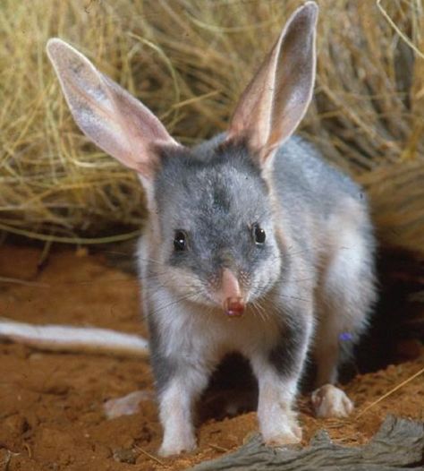 Check out these adorable baby bilbies! | Boing Boing Awkward Animals, Cute Australian Animals, Australian Fauna, Photo Animaliere, Australia Animals, Australian Wildlife, Unusual Animals, Rare Animals, Endangered Animals