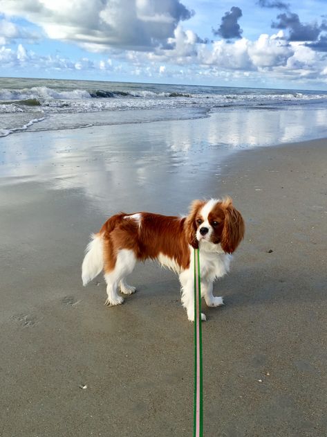 Cavalier King Charles Spaniel Puppy Aesthetic, Cavalier King Charles Spaniel Aesthetic, Cavalier Aesthetic, Cavalier King Charles Spaniel Brown, Aggressive Dog Breeds, Cavalier Dog, Big Dogs Breeds, Cavalier King Spaniel, King Spaniel