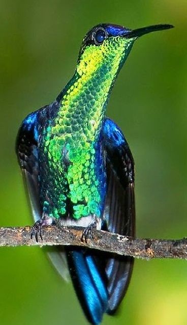 Green Crowned Brilliant Hummingbird Iridescent Bird, Most Beautiful Birds, Animal Magic, Kinds Of Birds, Green Bird, Rare Birds, Bird Pictures, Exotic Birds, Pretty Birds