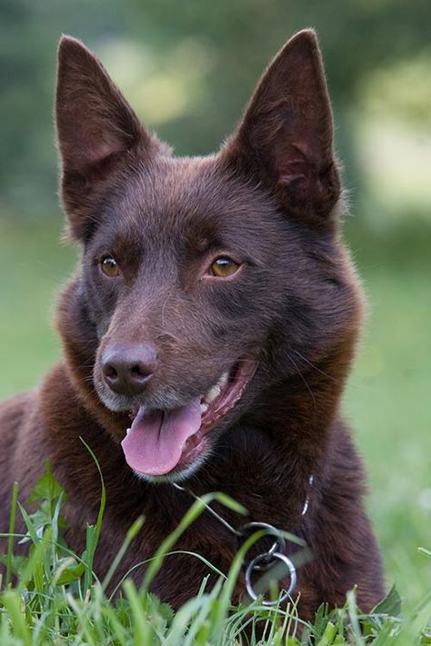 Kelpie Dog, Australian Kelpie Dog, Every Dog Breed, Beautiful Dog Breeds, Australian Kelpie, Australian Shepherds, Herding Dogs, West Highland Terrier, Australian Animals