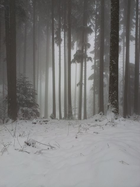 Snowy Forest Photography, Snowy Woods Night, Dark Snowy Mountains, Forest Snow Aesthetic, Snow Woods Aesthetic, Snowy Mountain Forest, Snowy Kingdom Aesthetic, Snowy Woods Aesthetic, Snowy Trees Aesthetic