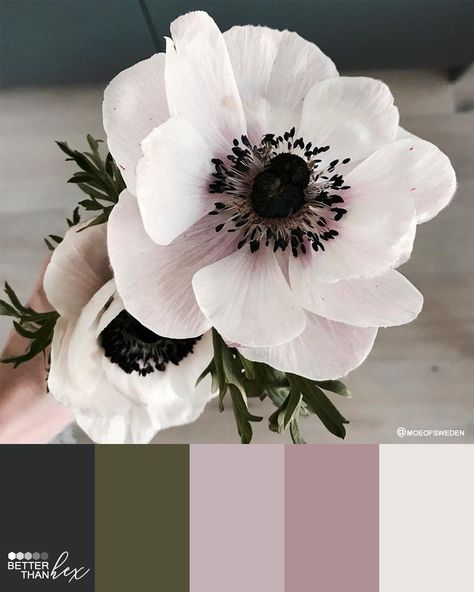 No matter the season, paint colors are always in bloom. Imagine this pretty palette from @anemone incorporated into a bedroom or bathroom, whether on walls or in the decor. (Relaxation is sure to follow.) To bring these hues into your home, visit your nearest Sherwin-Williams store and pick up Tricorn Black SW 6258, Secret Garden SW 6181, Chaise Mauve SW 6016, Thistle SW 6283 and Futon SW 7101. #sherwinwilliams #paintcolors #flowers #colorinspiration #pink #mauve #olive #black Mauve Bathroom, Mauve Bedroom, Paint Themes, Color Palette Inspiration, Colour Swatches, Hex Color, Color Palette Ideas, Decor Color Schemes, Black Color Palette