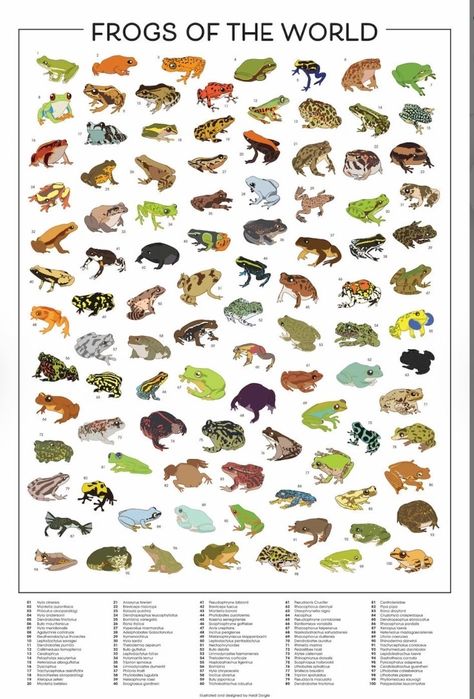 Frog Types, Types Of Frogs, Frog Wall Art, Frog Species, Whites Tree Frog, Pet Frogs, World Poster, Free Coloring Sheets, Animal Facts