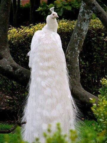 White Peacock, can fly???? Albino Peacock, Peacock Photos, Peacock Pictures, Albino Animals, White Peacock, Animale Rare, Pretty Birds, Jolie Photo, Colorful Birds