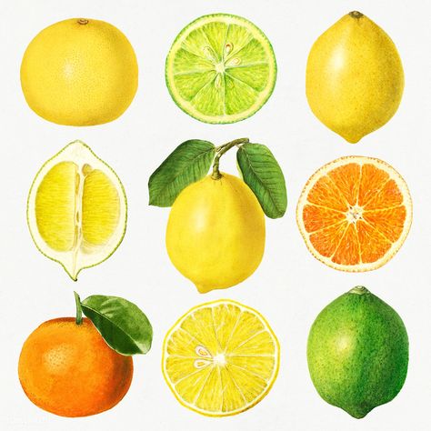 Detailed hand drawn fresh mixed citrus set | premium image by rawpixel.com / Donlaya Fruit Painting Art, Lemon Drawing, Lime Lemonade, Fruits Drawing, Food Sketch, Colored Pencil Artwork, Fruits Images, Orange Slice, Watercolor Fruit