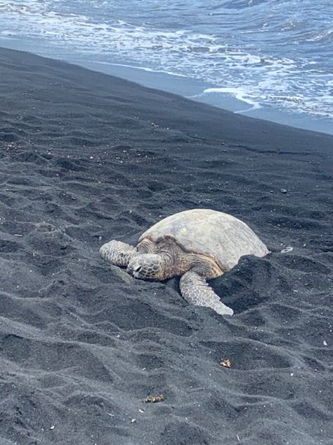 turtle on the black sand beach 🐢 Maui Black Sand Beach, Honolulu Beach, Black Sand Beaches, Character Aesthetics, Black Sand Beach, Summer Ideas, Black Sand, Summer Adventures, 2024 Vision