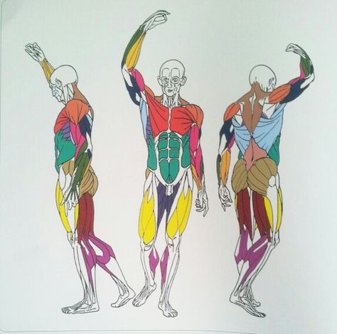 Body Muscle Groups Human Skeleton Anatomy, Anatomy Images, Perspective Drawing Lessons, Human Anatomy Drawing, Human Figure Drawing, Human Anatomy Art, Comic Book Artwork, Anatomy For Artists, Body Reference Drawing