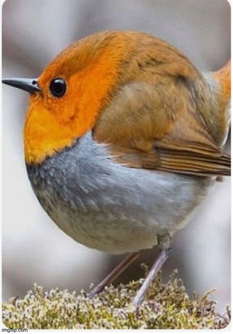 Canadian Rounder Baby Robin, Most Beautiful Birds, Robin Bird, Cute Bird, Kinds Of Birds, Rare Birds, Funny Birds, Nature Birds, Bird Pictures