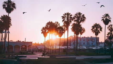 #sky palm tree #tree #arecales los angeles #california united states #city #usa #4K #wallpaper #hdwallpaper #desktop Venice Wallpaper, Los Angeles Wallpaper, Venice Beach Los Angeles, California Wallpaper, Beach Wallpaper Iphone, Los Angeles Aesthetic, Palm Trees Wallpaper, Venice Beach California, Desktop Background Images