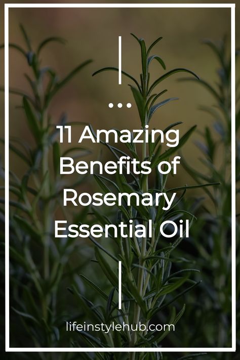 Rosemary essential oil How To Make Rosemary Essential Oil, Rosemary Oil Benefits Hair, Borage Oil Benefits, Rosemary Essential Oil Uses, Rosemary Essential Oil Benefits, Benefits Of Rosemary Essential Oil, Rosemary Oil Benefits, Benefits Of Rosemary Oil, Benefits Of Rosemary