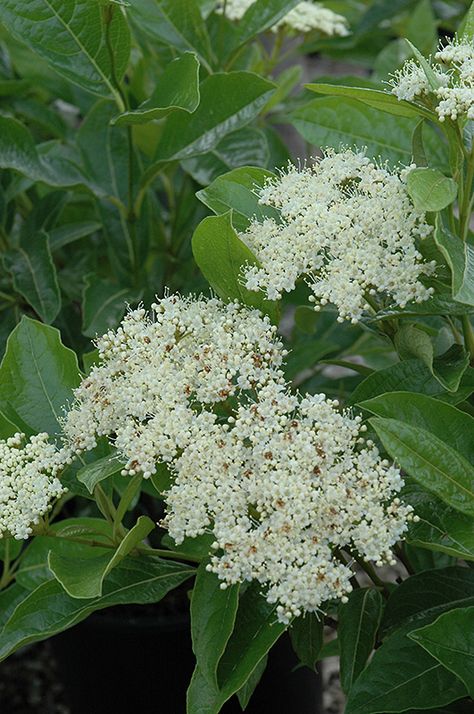 Brandywine Viburnum (Viburnum nudum 'Brandywine') at Oakland Nurseries Inc Landscape Nursery, Low Maintenance Shrubs, Exquisite Gardens, Farm Nursery, Cottage Garden Plants, White Plants, Garden Shrubs, How To Attract Birds, Low Maintenance Plants