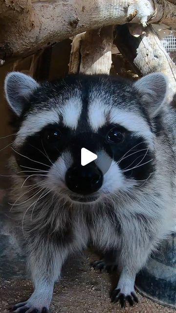 PhoenixHerpetological on Instagram: "The holidays came early for our raccoon, Miko when @moonvalleynurseries generously donated a Christmas tree for him to play with! . Raccoons are naturally inquisitive, so our mammal keeper made him some enrichment ornaments and gifts to decorate his tree and give him a fun puzzle to keep him sharp. . This event was broadcasted live to our @zoolife.tv audience who were able to ask questions and watch Miko inspect his gifts. . If you are interested in getting in on the “Hissmas” fun, consider sending our animals a gift from our Amazon wish-list! (Link in our bio) . #raccoon #cuteanimal #xmas" Raccoon Ornament, Ask Questions, Mammals, To Play, Cute Animals, Christmas Tree, Holidays, Tv, Animals