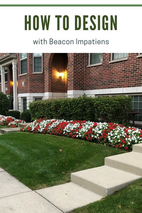 Row of Beacon Impatiens along the front of a house Impatiens Landscaping, Impatient Flowers, Shade Gardens, My Secret Garden, Burst Of Color, Flower Bed, How To Design, Shade Garden, Flower Beds