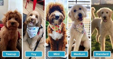 Labradoodle Exercise Needs by Age & Size Mini Bernedoodle Full Grown, Bernedoodle Full Grown, Labradoodle Haircut, Bernese Mountain Dog Poodle, Bichon Poodle Mix, Labradoodle Grooming, Tiny Toy Poodle, Labradoodle Miniature, Australian Labradoodle Puppies