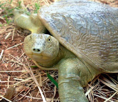 Euphrates Softshell Turtle Softshell Turtle, Musk Turtle, Turtle Species, River Turtle, World Turtle, World Turtle Day, Map Turtle, Shell Turtle, Turtle Day