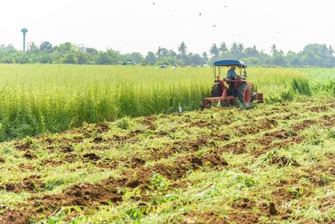 Growing Greens, Plant Seedlings, Crop Rotation, Shade Cloth, Soil Improvement, Plant Species, Organic Matter, Farm Gardens, Types Of Soil