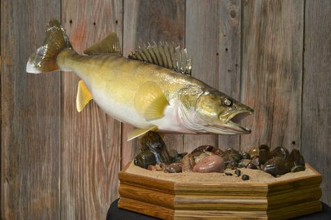 Nice walleye mount Biker Garage, Bear Mounts, Fish Mounts, Taxidermy Display, Animal Taxidermy, Deer Mounts, Trophy Rooms, Taxidermy Mounts, Whitetail Deer