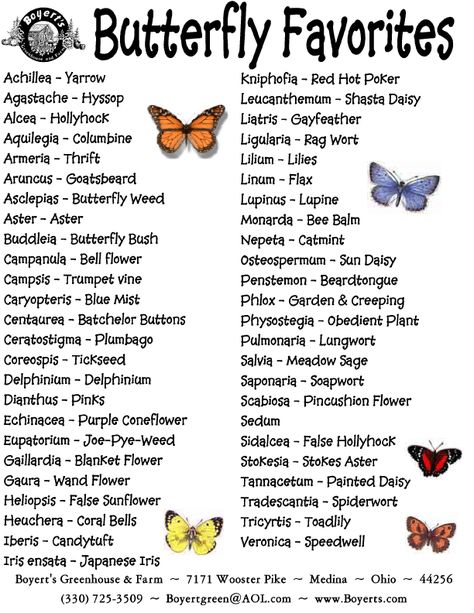 Butterfly faves! Great plants to invite these beautiful "flying flowers" into your yard. Planting Chart, Companion Planting Chart, Butterfly Garden Plants, Butterfly Garden Design, Info Video, The Whoot, Butterfly Plants, Flying Flowers, Hummingbird Garden