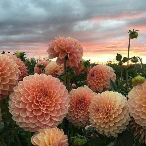 Flowers 🌺 on Twitter: "… " Dahlia Aesthetic, Plants Are Friends, No Rain, Pretty Plants, Nature Aesthetic, Flowers Nature, Flower Child, Plant Life, Love Flowers